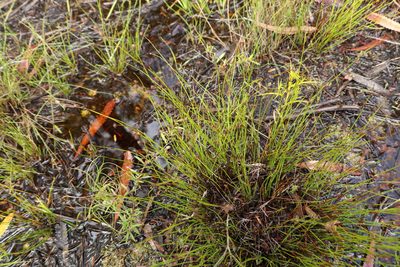 Baloskion tenuiculme, photographed by Greg Tasney