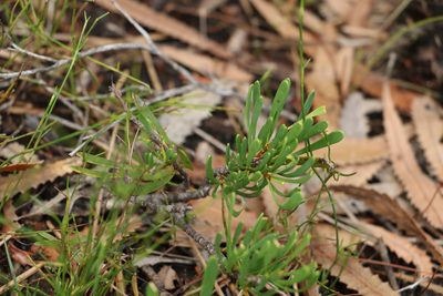 Strangea linearis, photographed by Greg Tasney