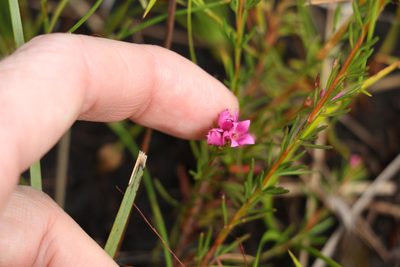 Boronia falcifolia, photographed by Greg Tasney