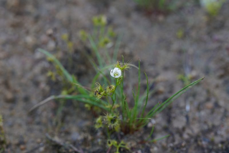 Drosera hookeri, photographed by Ben Fisher