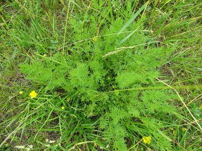 Selinum carvifolia, photographed by Grzegorz Grzejszczak