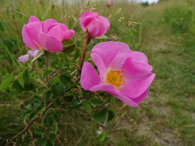 Rosa gallica, photographed by Grzegorz Grzejszczak