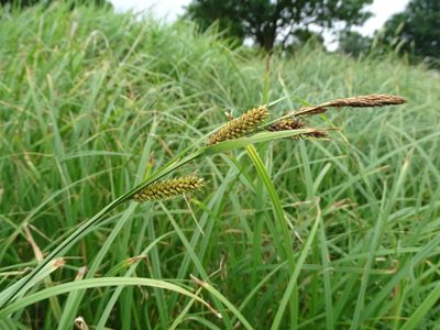 Carex riparia, photographed by Grzegorz Grzejszczak