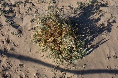 Echinophora spinosa, photographed by Tim Johnson