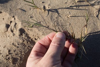 Sporobolus pungens, photographed by Tim Johnson