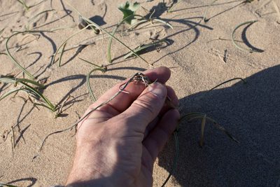 Cyperus capitatus, photographed by Tim Johnson