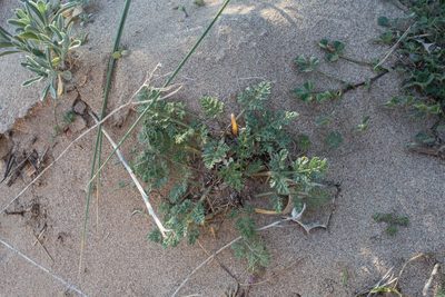 Daucus pumilus, photographed by Tim Johnson