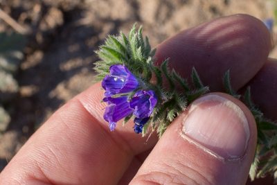 Echium sabulicola, photographed by Tim Johnson