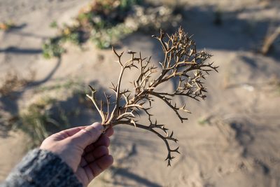 Echinophora spinosa, photographed by Tim Johnson