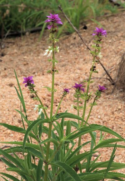 Syncolostemon bracteosus, photographed by Wynand Uys