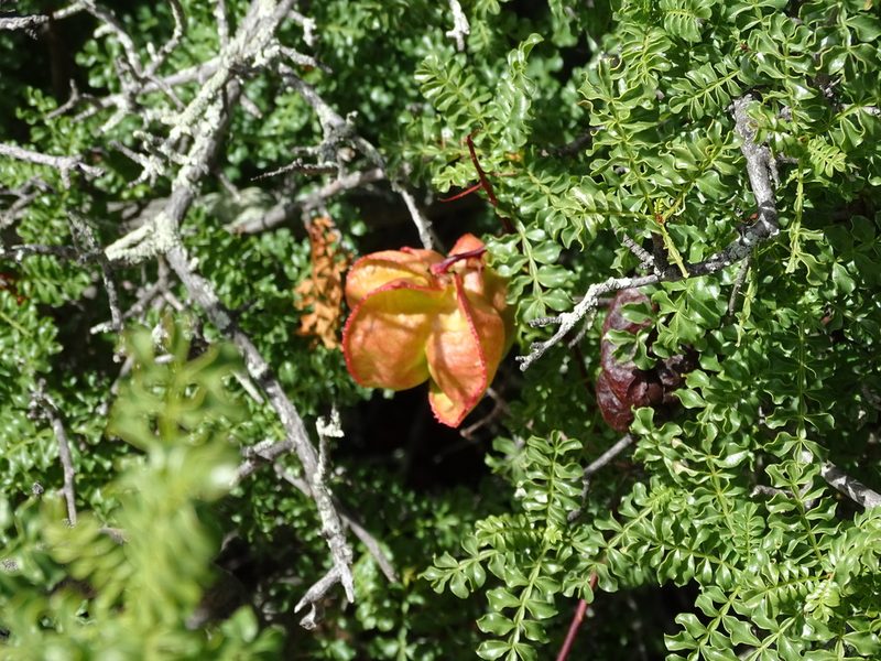 Erythrophysa alata, photographed by Peter Warren