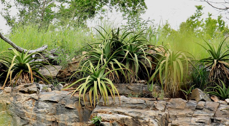 Aloe spicata, photographed by Wynand Uys