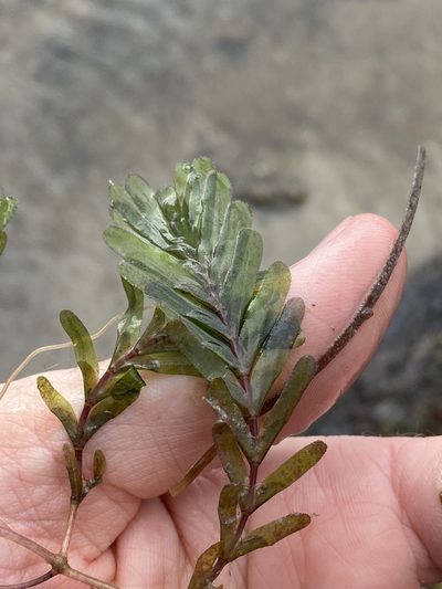 Halophila spinulosa, photographed by Greg Tasney