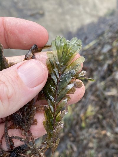 Halophila spinulosa, photographed by Greg Tasney