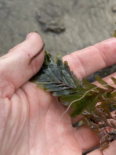 Halophila spinulosa, photographed by Greg Tasney