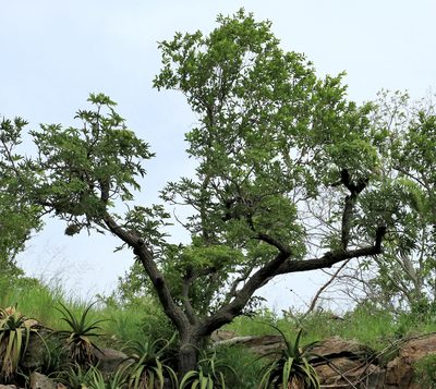 Sterculia murex, photographed by Wynand Uys