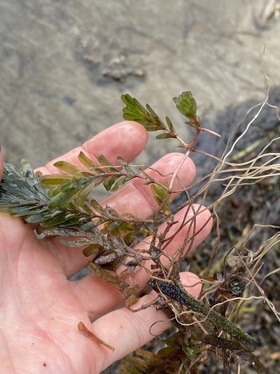 Halophila spinulosa, photographed by Greg Tasney