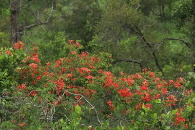 Bauhinia galpinii, photographed by Wynand Uys