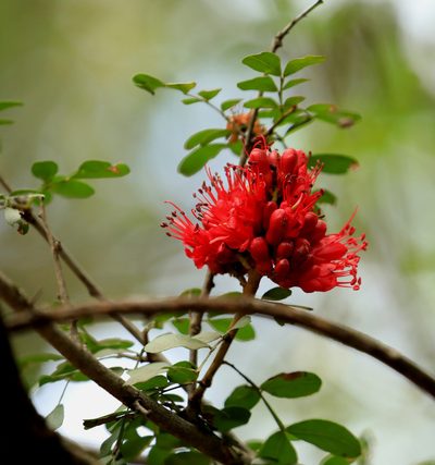 Schotia capitata, photographed by Wynand Uys