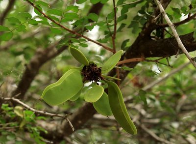 Schotia capitata, photographed by Wynand Uys