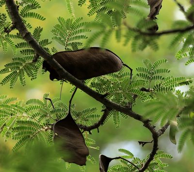 Albizia forbesii, photographed by Wynand Uys