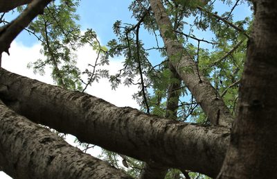 Albizia forbesii, photographed by Wynand Uys