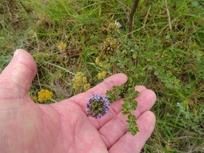 Psoralea acuminata, photographed by Shaun Swanepoel
