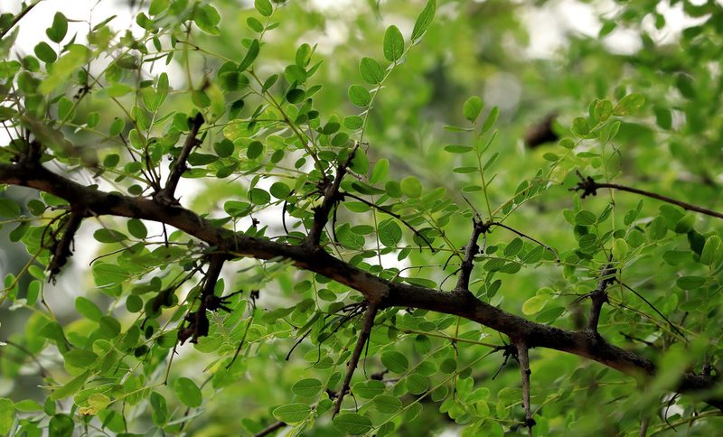 Dalbergia melanoxylon, photographed by Wynand Uys