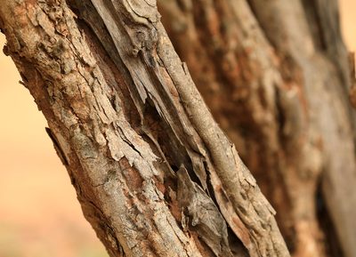 Dalbergia melanoxylon, photographed by Wynand Uys
