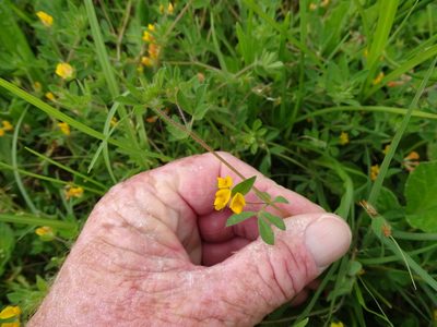 Lotus subbiflorus, photographed by Shaun Swanepoel