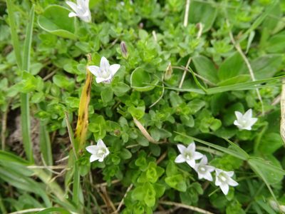 Wahlenbergia procumbens, photographed by Shaun Swanepoel