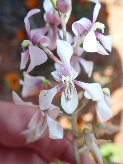 Cyanella orchidiformis, photographed by Peter Warren