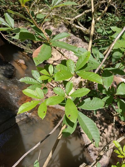 Vitex megapotamica, photographed by Lucas Kaminski