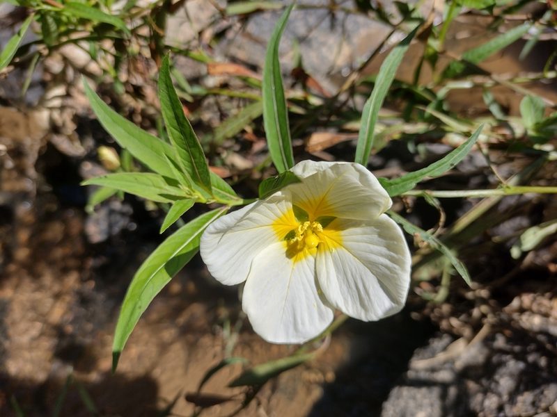 Ludwigia major, photographed by Lucas Kaminski