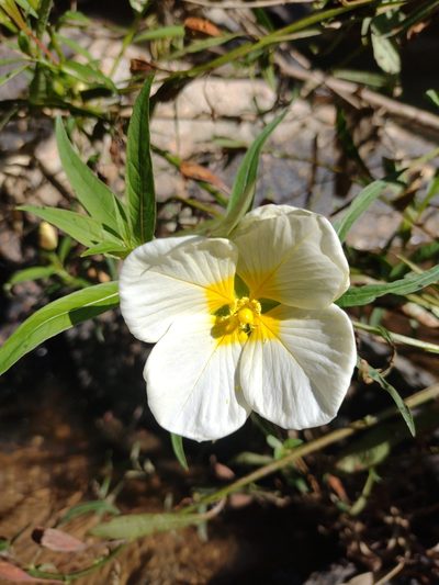 Ludwigia major, photographed by Lucas Kaminski