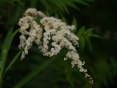 Sorbaria tomentosa, photographed by Dinesh Valke
