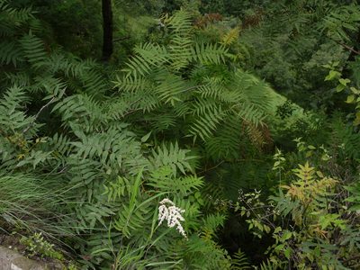 Sorbaria tomentosa, photographed by Dinesh Valke