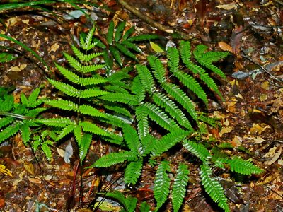 Pteris bella, photographed by Jacy Chen