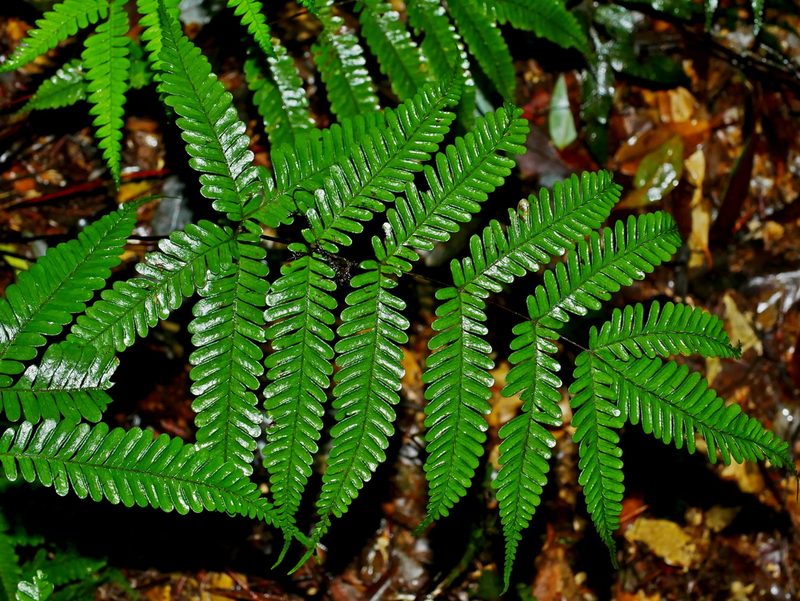 Pteris bella, photographed by Jacy Chen
