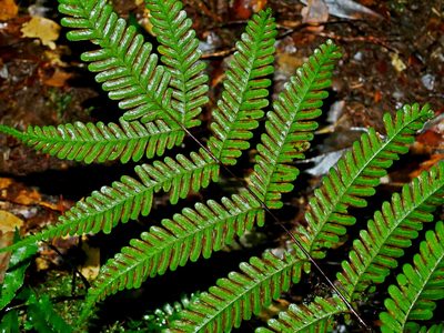 Pteris bella, photographed by Jacy Chen