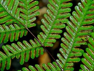 Pteris bella, photographed by Jacy Chen
