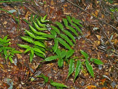 Pteris bella, photographed by Jacy Chen