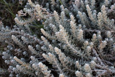 Achillea maritima, photographed by Tim Johnson