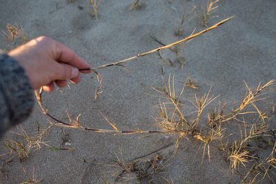 Sporobolus pungens, photographed by Tim Johnson