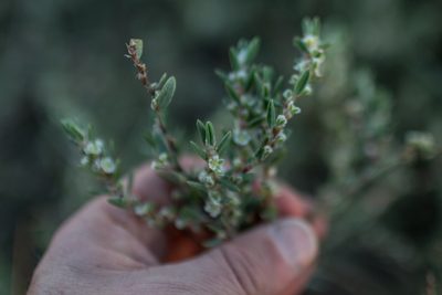 Polygonum maritimum, photographed by Tim Johnson