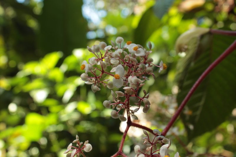 Begonia cooperi, photographed by przese