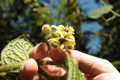 Witheringia maculata, photographed by przese