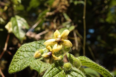 Witheringia maculata, photographed by przese