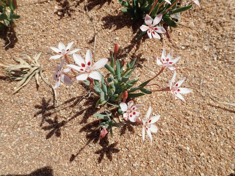 Lapeirousia arenicola, photographed by Peter Warren