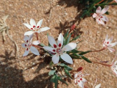 Lapeirousia arenicola, photographed by Peter Warren